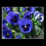 Blue Pansies 2013 Postcard postcards
