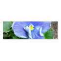 Blue Pansy Bookmark business cards