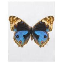 Blue Pansy Butterfly Flyers