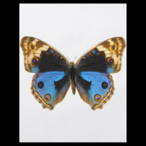 Blue Pansy Butterfly flyers