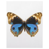 Blue Pansy Butterfly Customized Letterhead