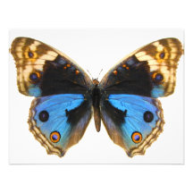 Blue Pansy Butterfly Personalized Invites