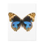 Blue Pansy Butterfly Postcards