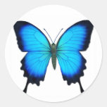 Blue Papilio Ulysses Butterfly Stickers