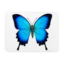 Blue Papilio Ulyssses Butterfly Premium Magnet