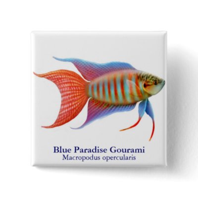 Blue Grommie Fish