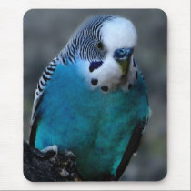 blue parakeet mousepad by mrsrnj blue parakeet mousepad