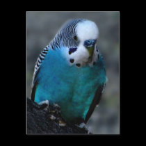 blue parakeet postcard by mrsrnj blue parakeet postcard