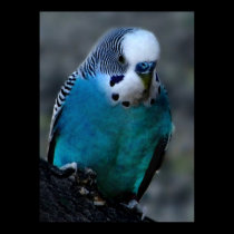 blue parakeet print by mrsrnj blue parakeet print