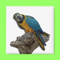 Blue Parrot alone magnet