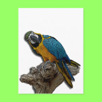 Blue Parrot alone postcard
