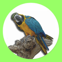 Blue Parrot alone stickers stickers