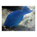 Blue Parrot Fish posters by WardStudios Blue Parrot Fish posters