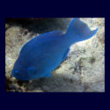 Blue Parrot Fish posters