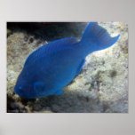 Blue Parrot Fish Print