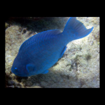 Blue Parrot Fish posters