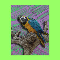 Blue Parrot & Palms postcard postcards
