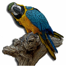 Blue Parrot Photo Sculpture photo sculptures
