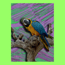 Blue Parrot poster posters