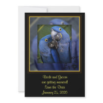 Blue Parrot Wedding Personalized Invite