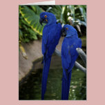 Blue Parrots Blank Note Card cards