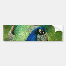 Blue Peacock Bumper Stickers