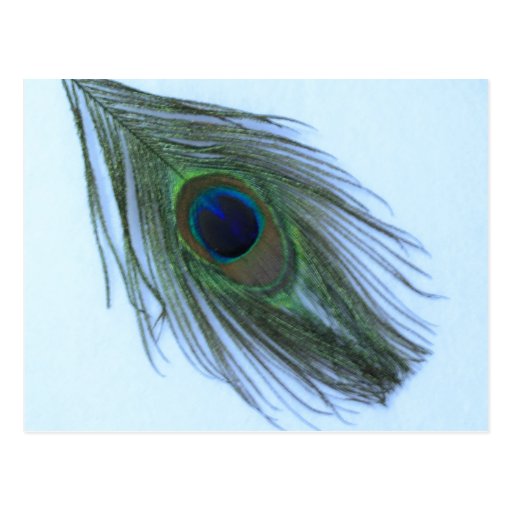 Blue Peacock Feather Post Cards
