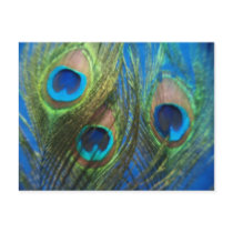 Blue Peacock Feathers Post Card
