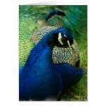 Blue Peacock Greeting Card
