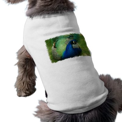 Blue Peacock Pet Shirt by WildlifeAnimals