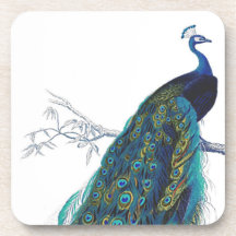 Blue Peacock with beautiful tail feathers Coasters
