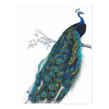 Blue Peacock with beautiful tail feathers Post Cards