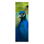 Blue Peafowl Business Card Template