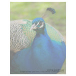 Blue Peafowl Letterhead