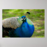 Blue Peafowl Posters