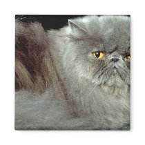 Blue Persian Magnets