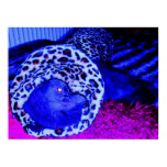 Blue Persian