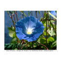 Blue Petunia on the Bridge of Flowers, Mass. posters