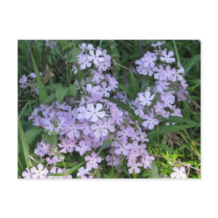 Blue Phlox, P. divaricata postcard
