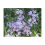 Blue Phlox, P. divaricata Post Cards