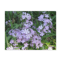 Blue Phlox, P. divaricata postcards