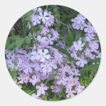 Blue Phlox, P. divaricata Sticker