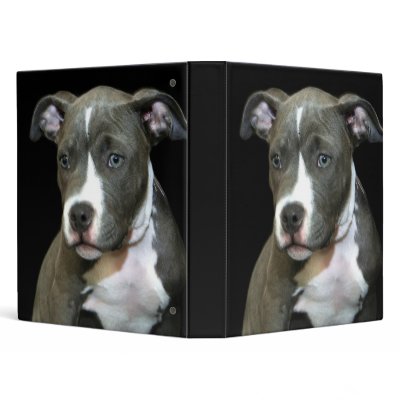 Blue Pitball Puppy binder by ritmoboxer