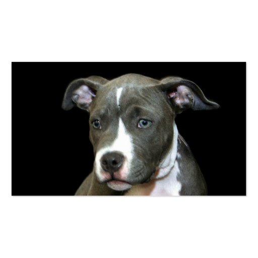 Blue Pitbull Puppy business cards