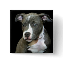 Blue Pitbull Puppy Button