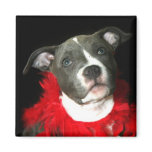 Blue Pitbull Puppy magnet