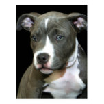 Blue Pitbull Puppy Post Cards