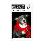 Blue pitbull puppy postage