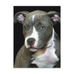 Blue Pitbull Puppy Post Cards