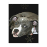 Blue Pitbull Puppy Postcards